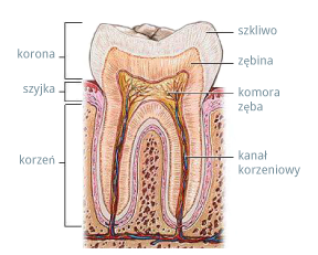 budowa zęba